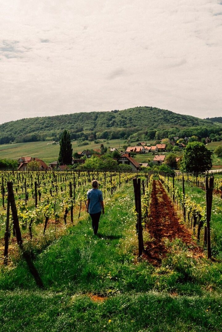 Ein Roadtrip auf der elsässischen Weinstrasse
