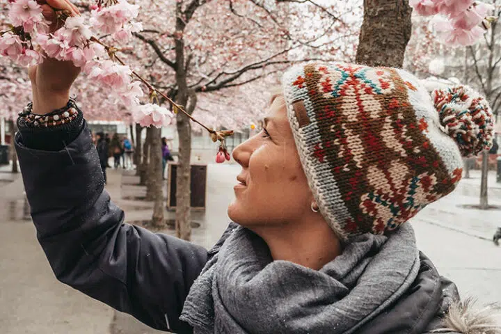 Kirschblüte in Stockholm