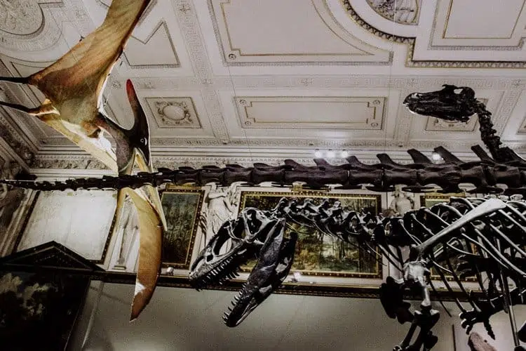 Das Naturhistorische Museum