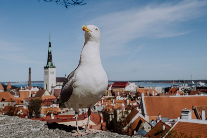 Aussichtsplattform Kohtuotsa