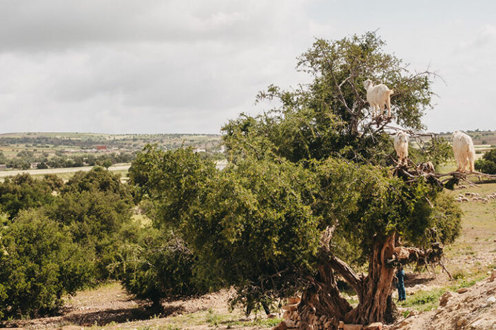 Ziegen, Essaouira, Marokko