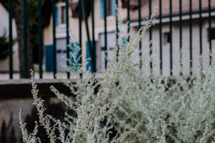 Maison de l’Absinthe
