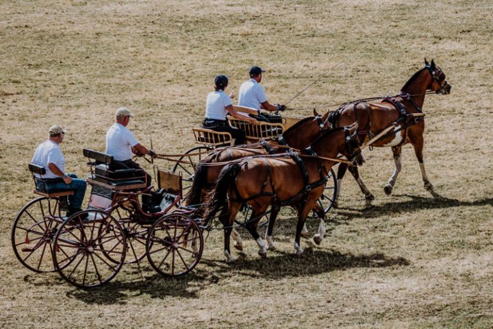 Marché-Concours national de chevaux