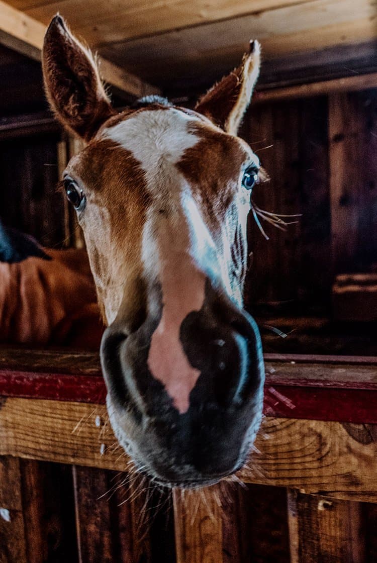 Marché-Concours national de chevaux