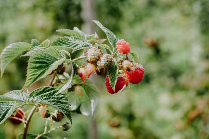 Himbeerplantage Framboiseraie