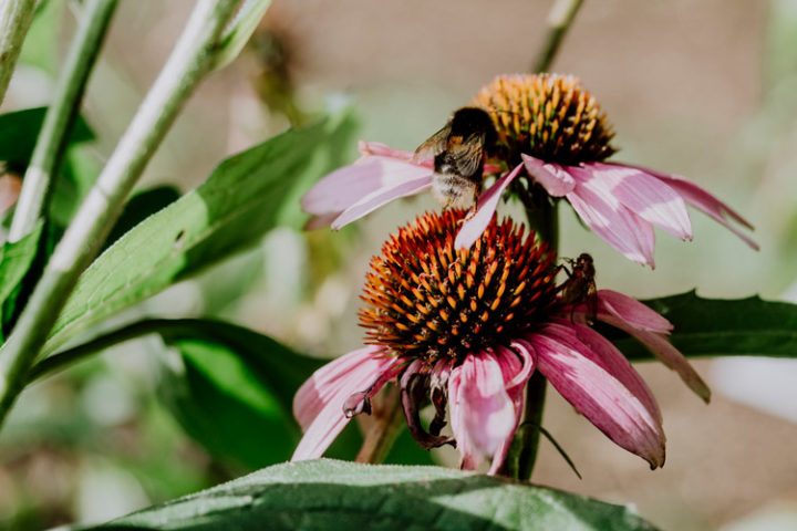 Kräutergarten La Chiquetterie