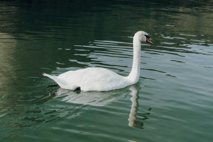 Ein Nachmittag mit dem Segelboot auf dem Lago Maggiore