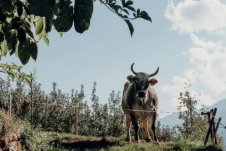 Törggele Ausflug und Wanderung auf einem Waalweg