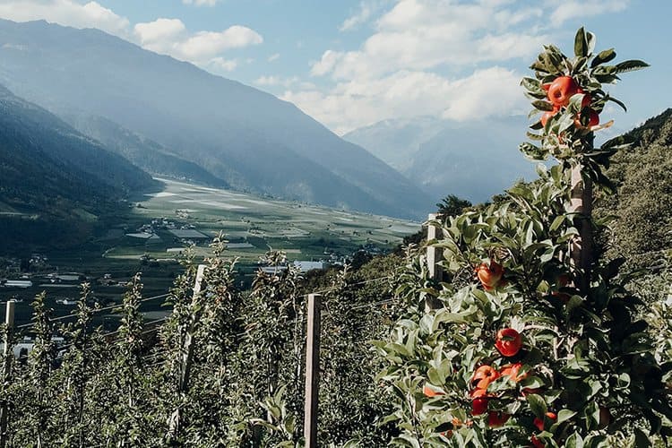 Törggele Ausflug und Wanderung auf einem Waalweg