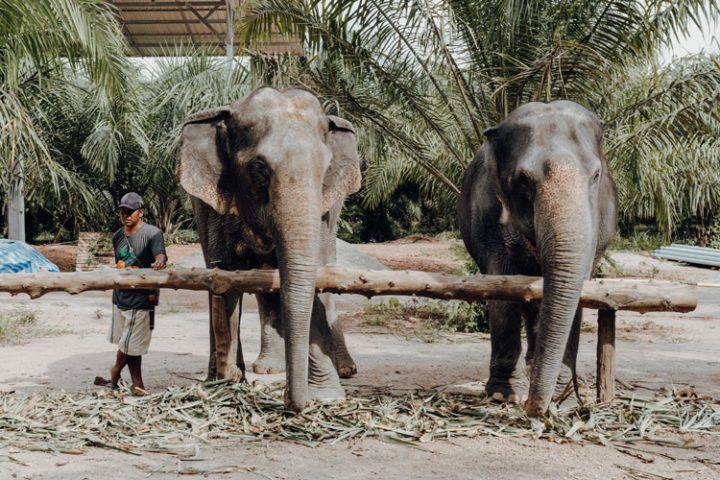 Elephant Sanctuary in Krabi
