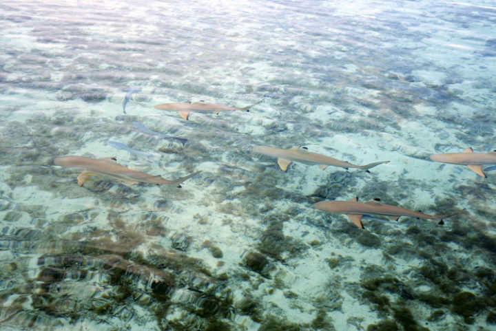 Mit Haien und Stachelrochen schnorcheln auf Bora Bora