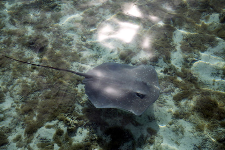 Mit Haien und Stachelrochen schnorcheln auf Bora Bora