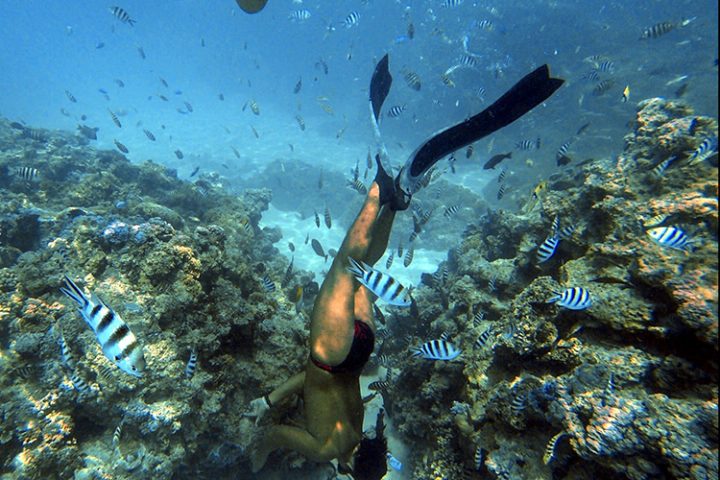 Coral Garden Bora Bora