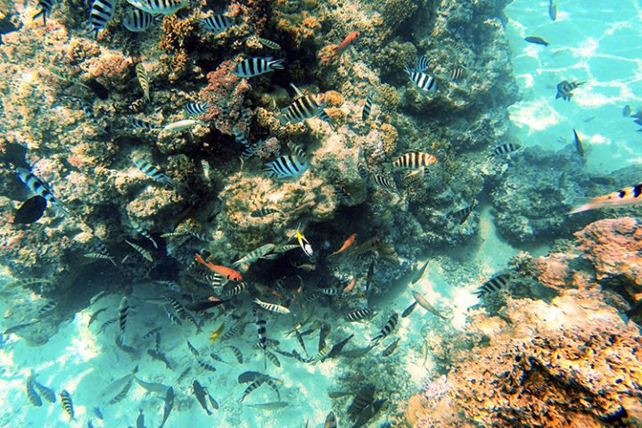 Coral Garden Bora Bora