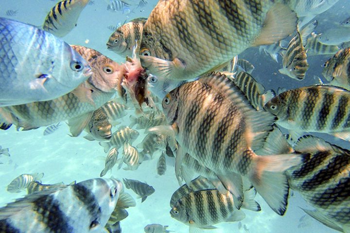 Coral Garden Bora Bora