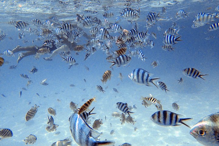 Coral Garden Bora Bora