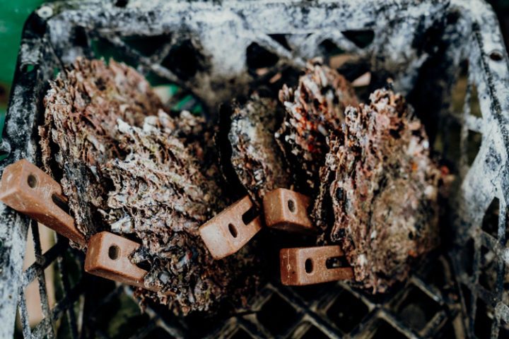 Perlenfarmen Rangiroa Tuamotus