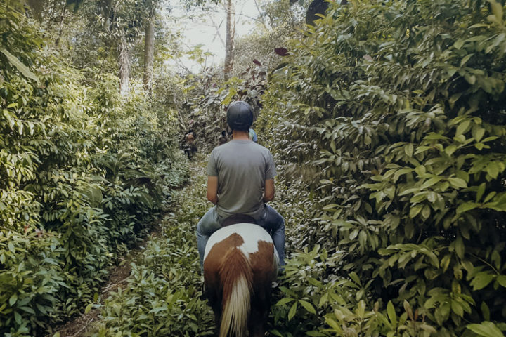 Ranch du Plateau Rauvau Afaahiti – Reiten auf Tahiti
