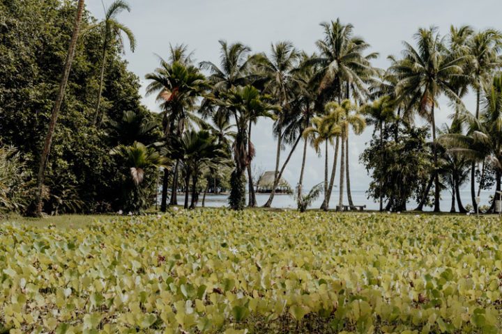 Botanischer Garten Tahiti