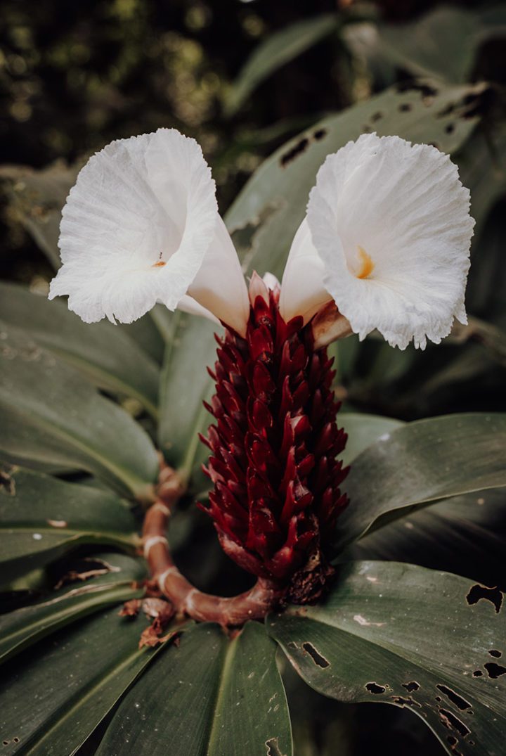 Botanischer Garten Tahiti