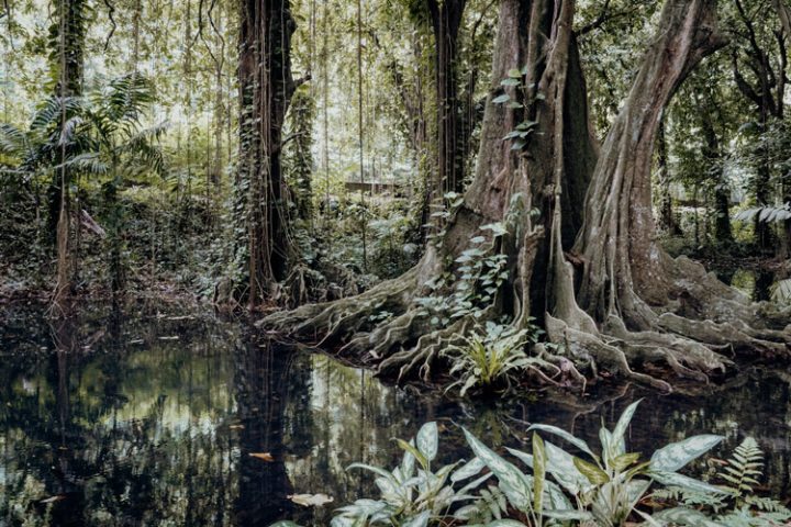 Botanischer Garten Tahiti