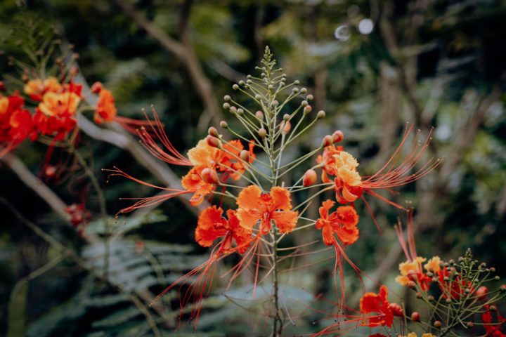Botanischer Garten Tahiti