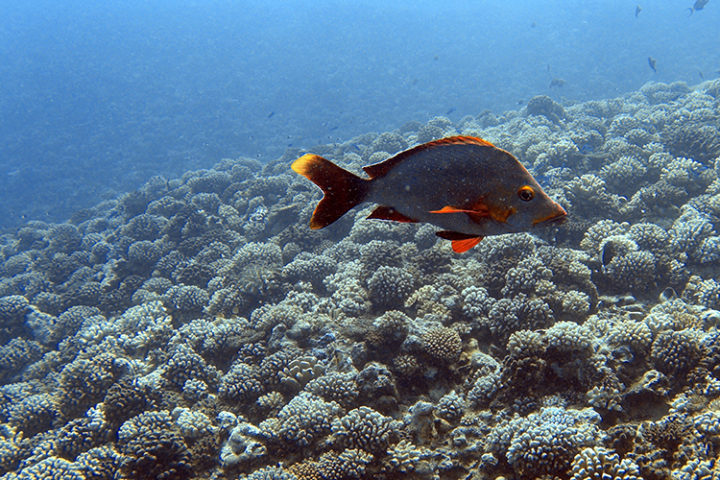 Tauchen auf Tahiti Französisch Polynesien