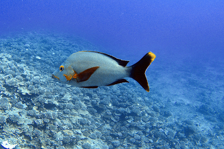 Tauchen auf Tahiti Französisch Polynesien