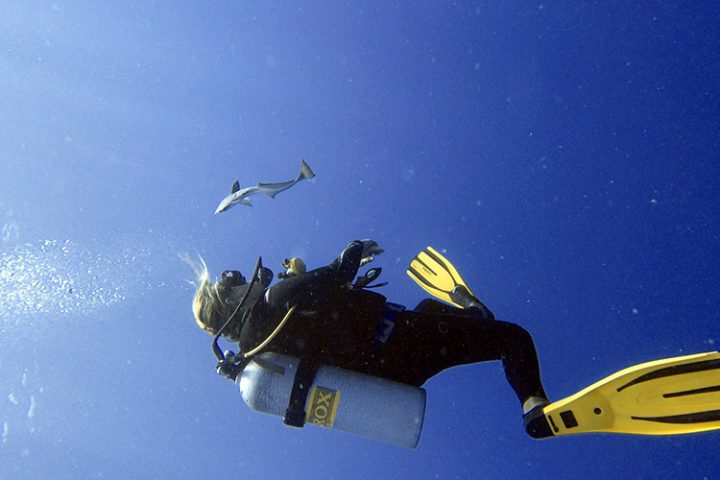 Tauchen auf Rangiroa