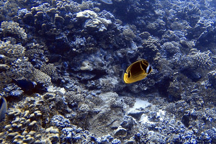 Tauchen auf Rangiroa