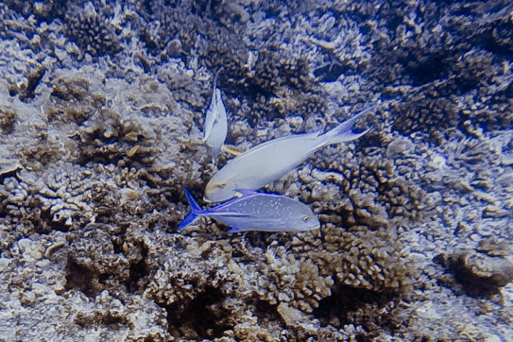 Tauchen auf Tikehau - Tuamotu Inseln - Französisch Polynesien
