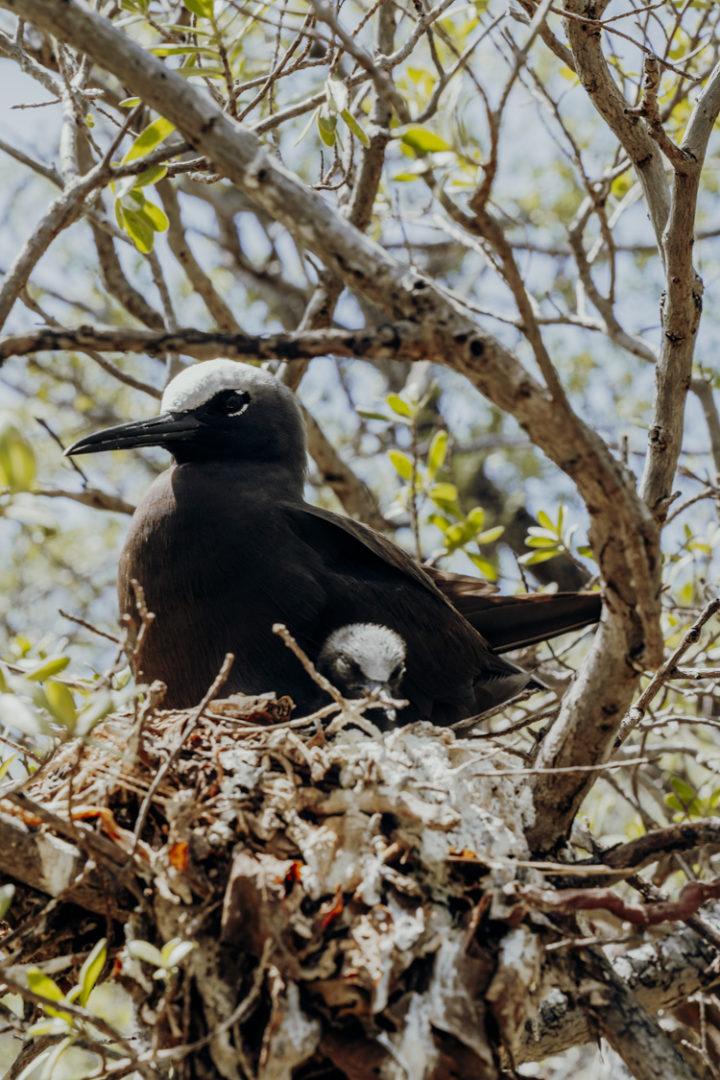 Vogelinseln Moto Puarua oder Moto Oeoe - Tikehau - Französisch Polynesien