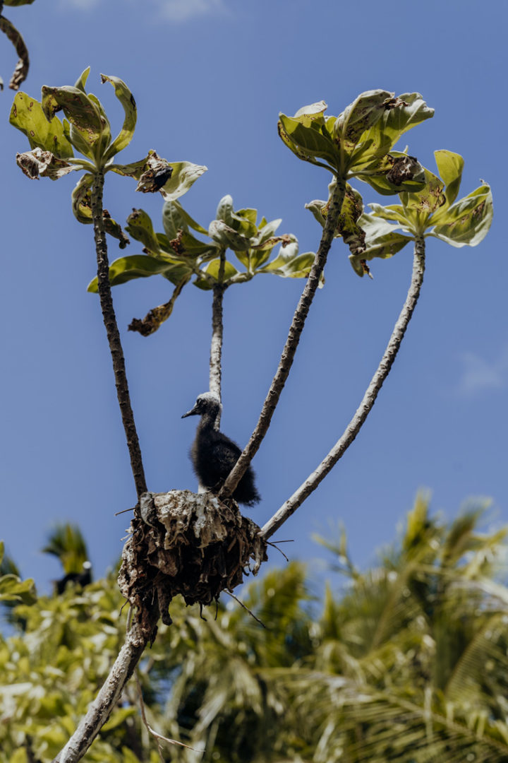 Vogelinseln Moto Puarua oder Moto Oeoe - Tikehau - Französisch Polynesien