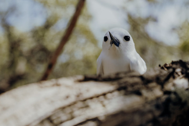 Vogelinseln Moto Puarua oder Moto Oeoe - Tikehau - Französisch Polynesien