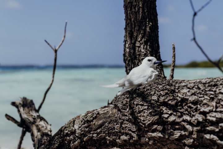 Vogelinseln Moto Puarua oder Moto Oeoe - Tikehau - Französisch Polynesien
