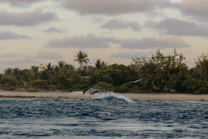 Delfine am Tiputa Pass Rangiroa Tuamotu Archipel