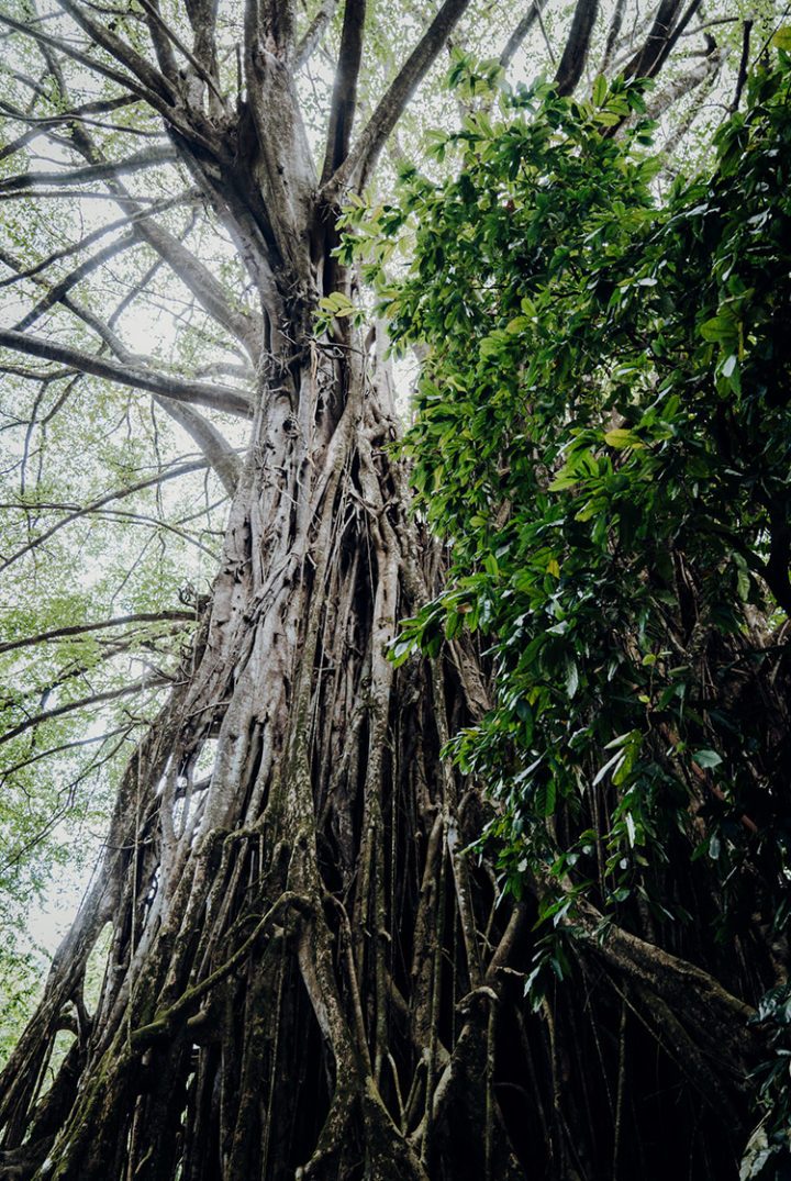 Banyanbaum in Tohua Kamuihei, Nuku Hiva