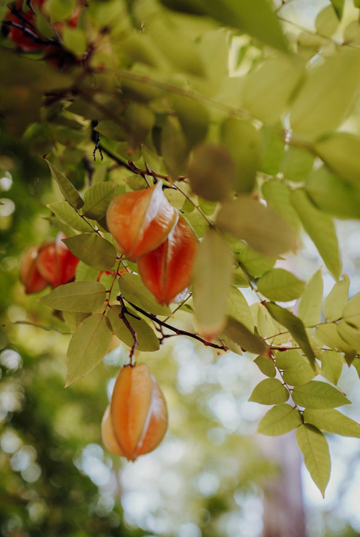 Arboretum Papuakeikaa Ua Huka Marquesas