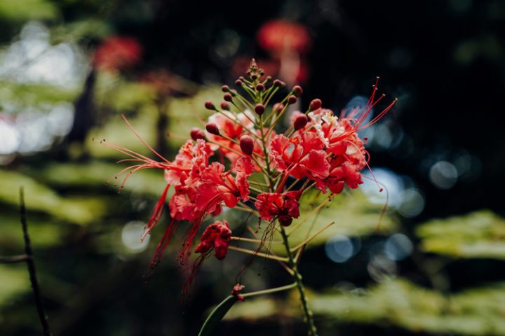 Arboretum Papuakeikaa Ua Huka Marquesas