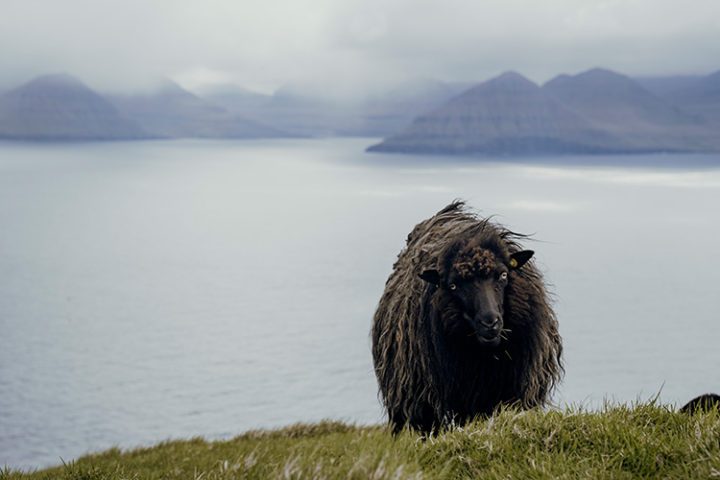 Wandern auf den Färöer Inseln – von Trøllanes zum Leuchtturm Kallur