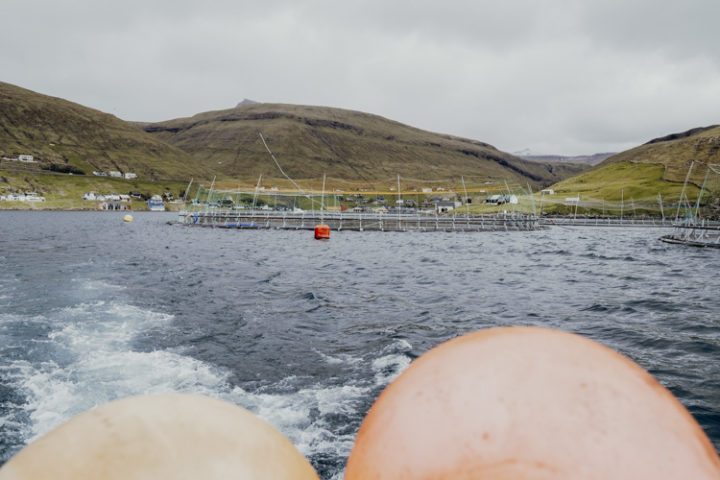 Die schönsten Orte auf den Färöer Inseln – Die Vogelklippen im Vestmannasund