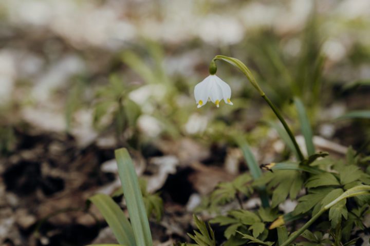 Wanderwege im Nürnberger Land – Tipp 6: Wandern durch den Märzenbecherwald