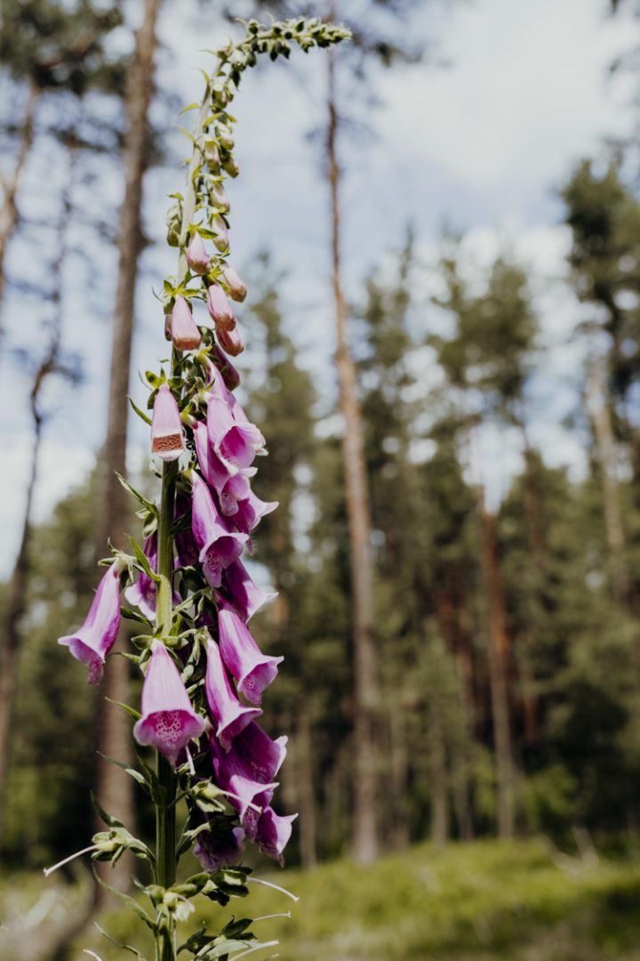 Wanderwege im Nürnberger Land – Tipp 5: Die Spalter Hügellandtour