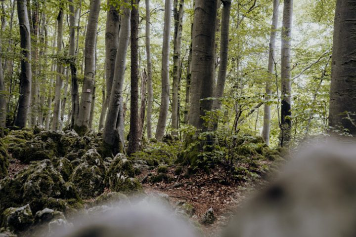 Wanderwege im Nürnberger Land – Tipp 2: Wandern auf dem Eibgrat