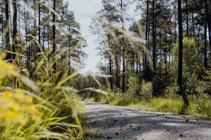 Wanderwege im Nürnberger Land – Tipp 4: Wandern durch den Tennenloher Forst