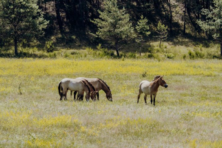 Wanderwege im Nürnberger Land – Tipp 4: Wandern durch den Tennenloher Forst