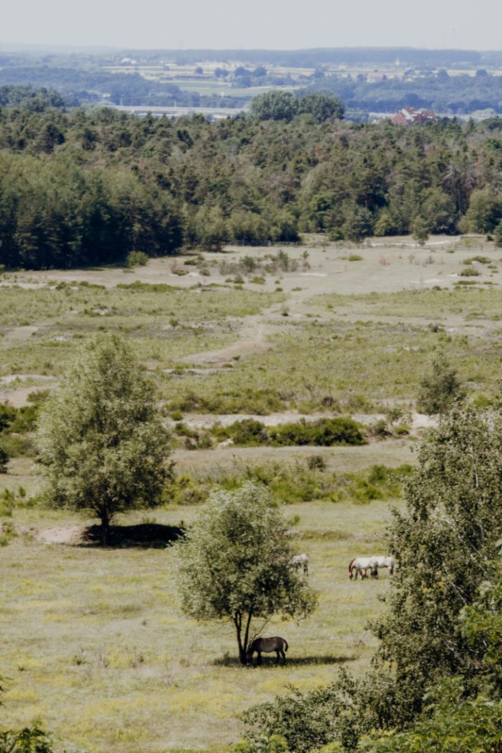 Wanderwege im Nürnberger Land – Tipp 4: Wandern durch den Tennenloher Forst