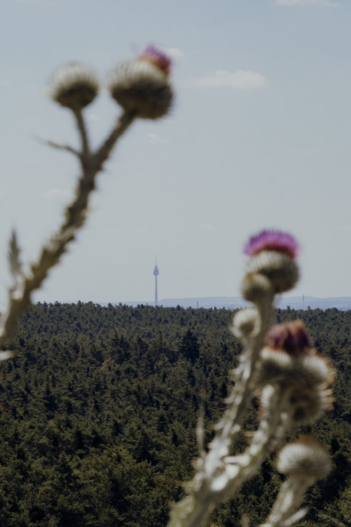 Wanderwege im Nürnberger Land – Tipp 4: Wandern durch den Tennenloher Forst