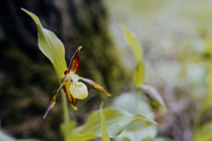 Wanderwege im Nürnberger Land – Tipp 3: Wandern auf dem Zauberwald-Orchideenweg
