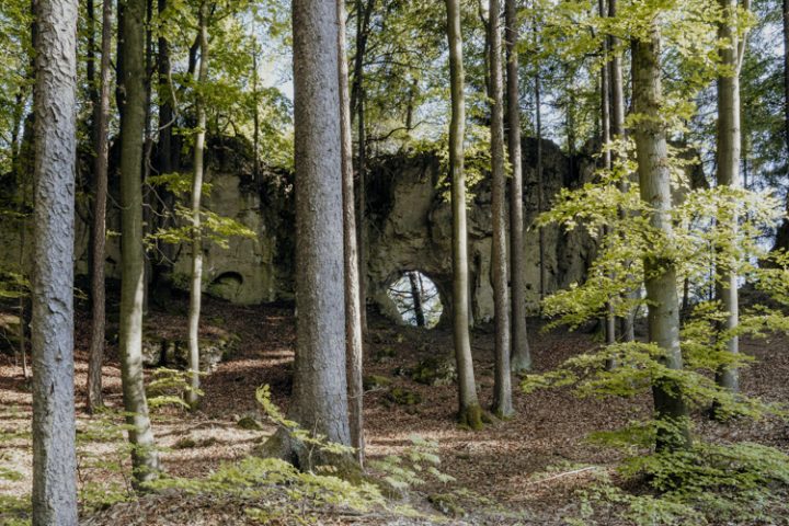 Wanderwege im Nürnberger Land – Tipp 3: Wandern auf dem Zauberwald-Orchideenweg